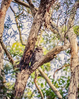 Coombabah Lakelands Conservation Area