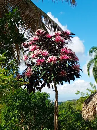 Bellaco