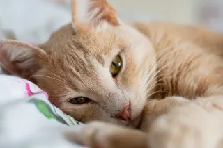 Bluemoon Animalcenter Klinik