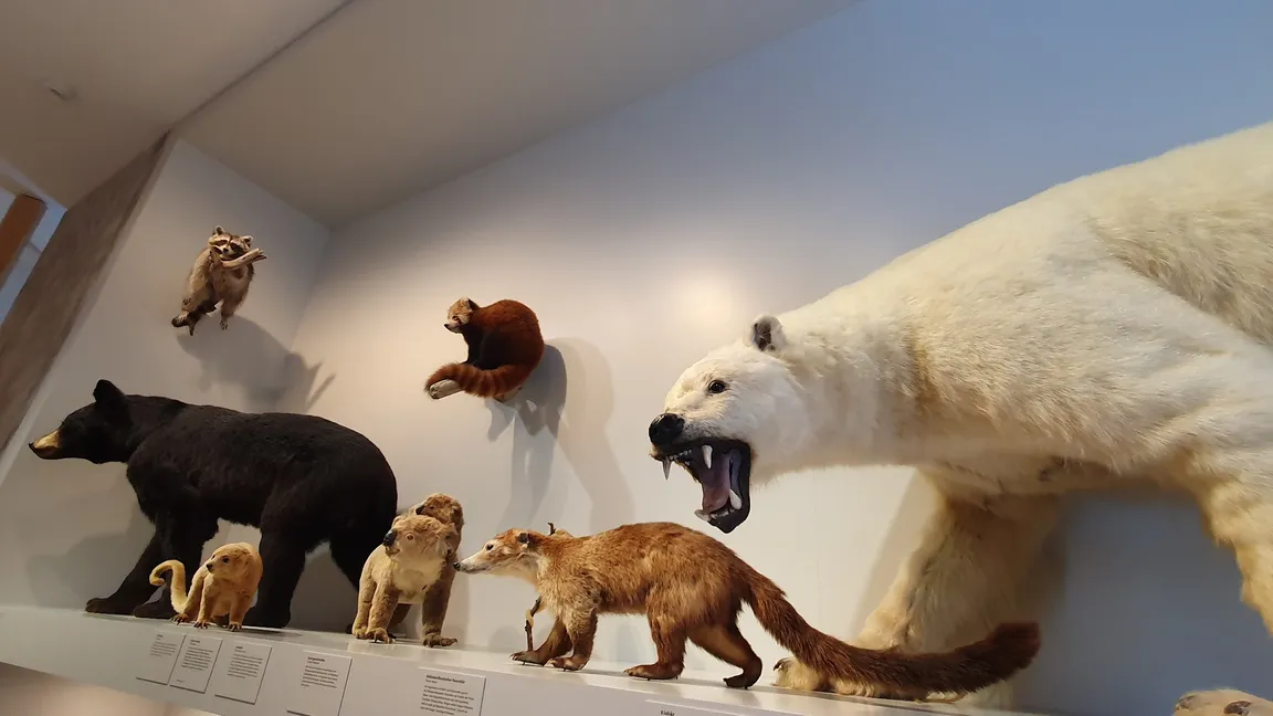 Natural History Museum St. Gallen