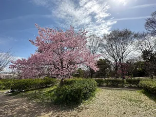 Lawn Field