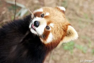 Chengdu Panda Breeding Research Center Daxiongmao Baoyuyuan Jianxi Activity Workstation