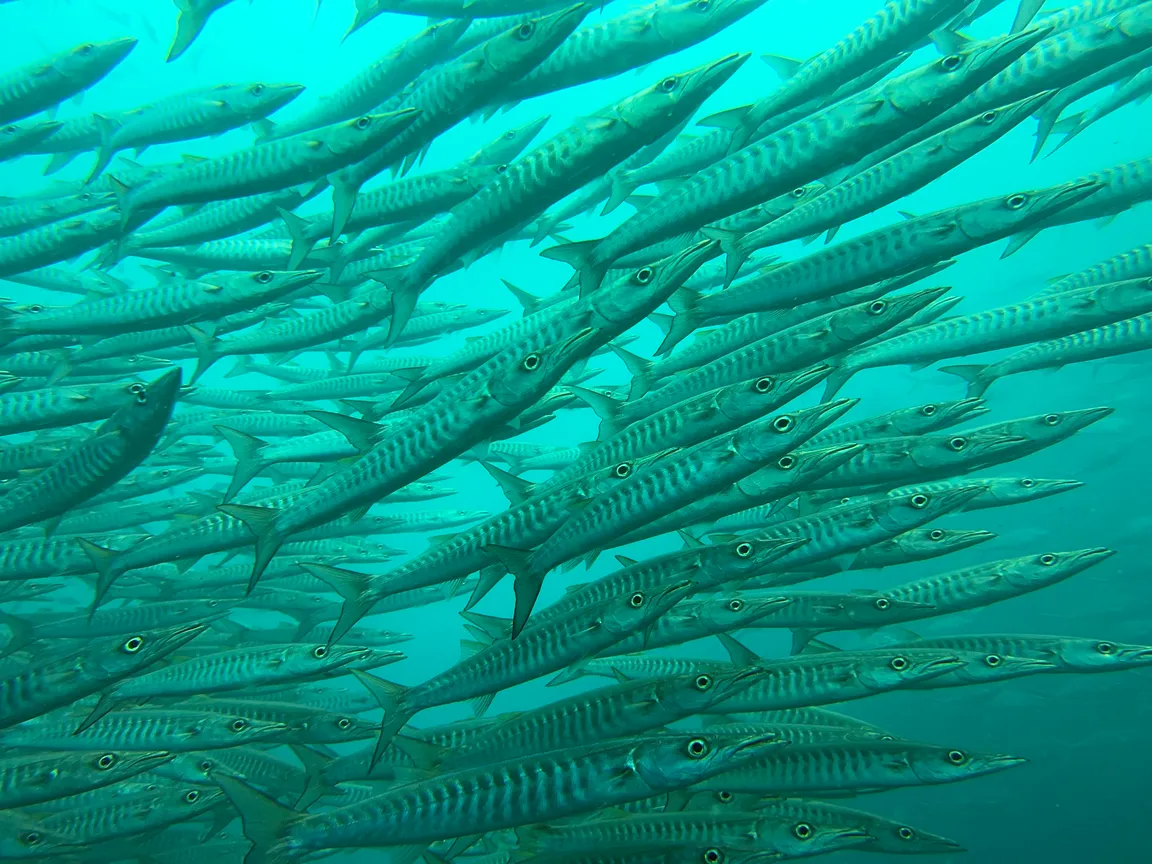 Blue Horizon Diving