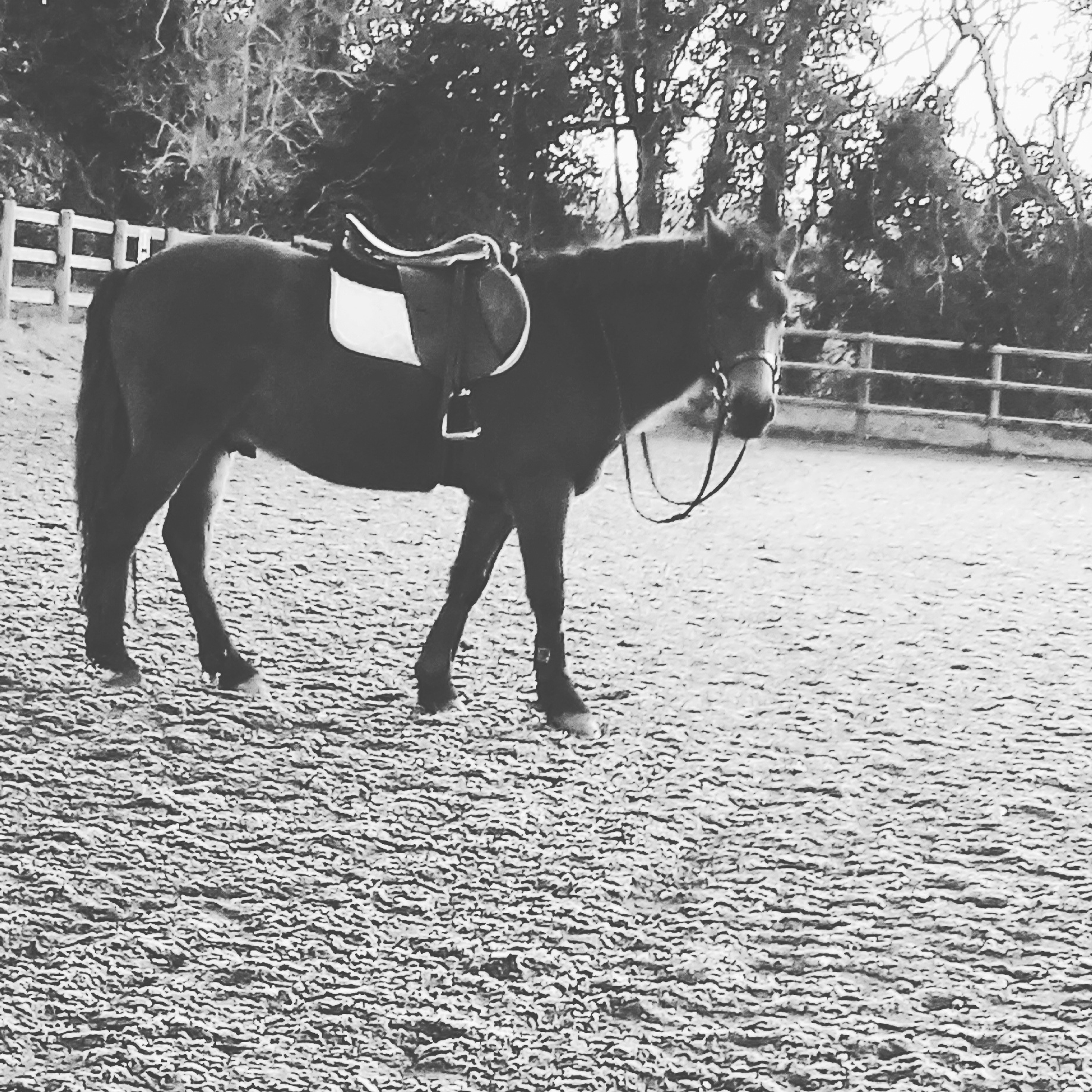 Ebborlands Farm Riding Centre | Hopsa