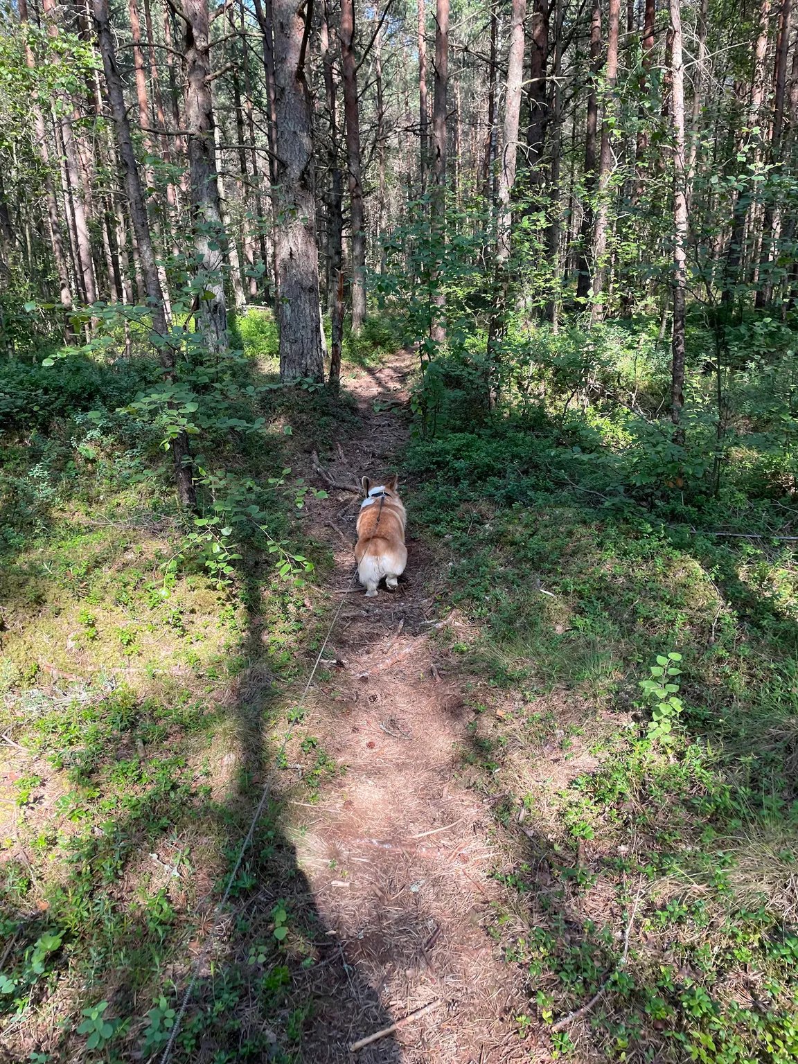 Õismäe Raba Terviserada