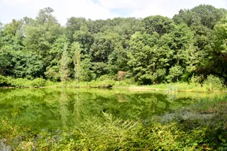 Forest Park