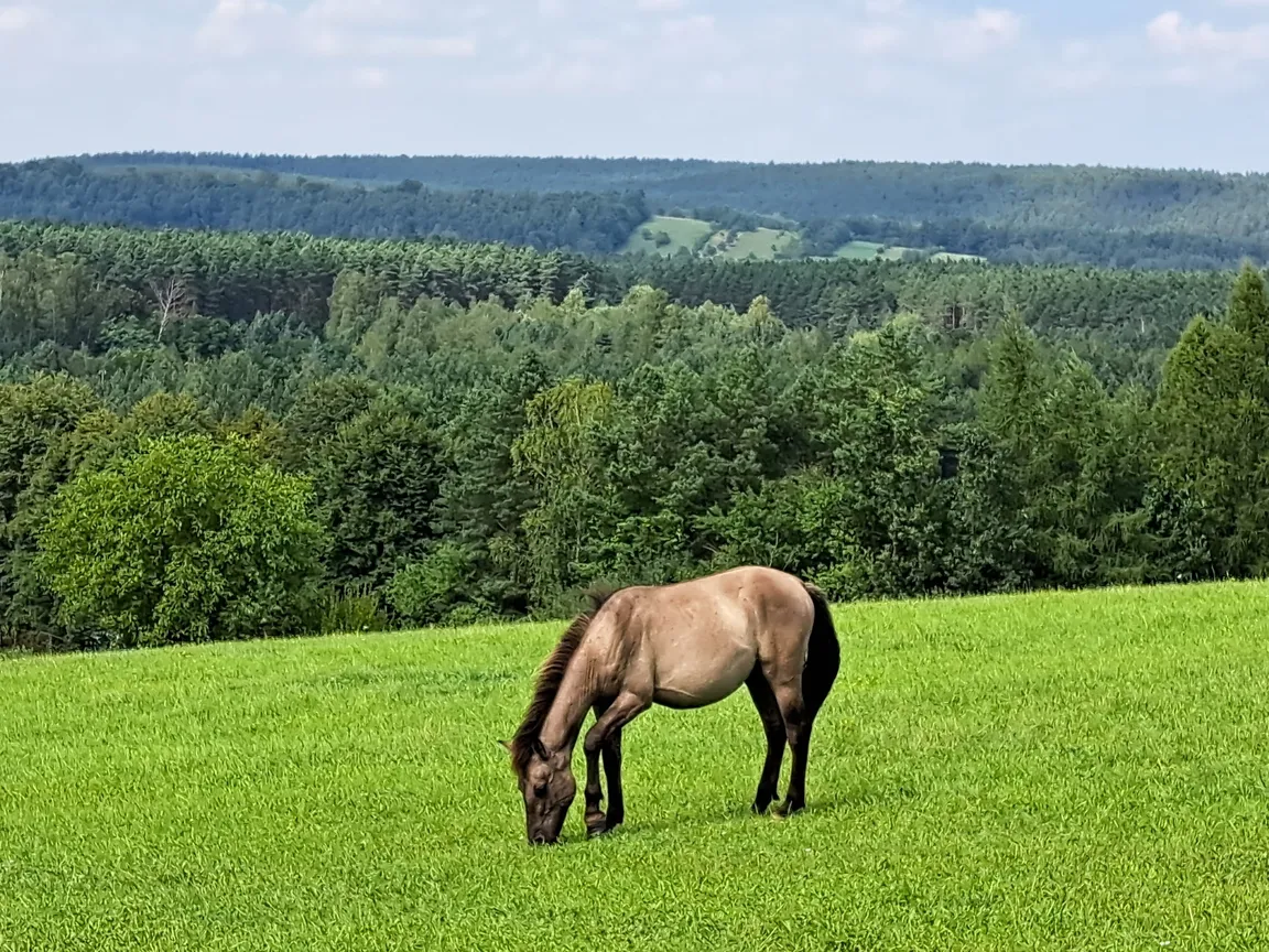 Biała Góra - wieża widokowa