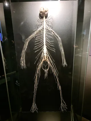 BODY WORLDS Amsterdam