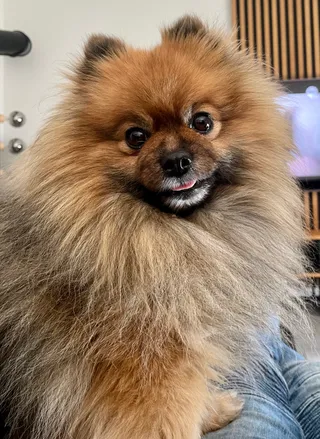 Top Dog Profesjonalny Zakład Pielęgnacji Zwierząt Monika Gajewska