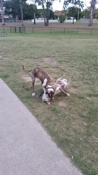 Oxley Dog Park