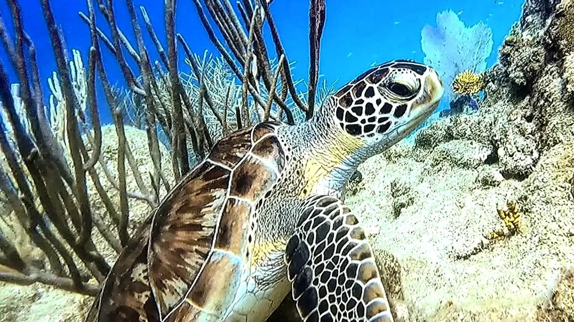 Superior Dive Sosua