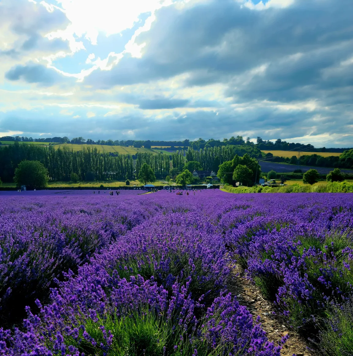 Kent Downs National Landscape