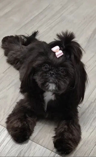 Grooming okiem Charlotki Salon dla psów Warszawa Ochota
