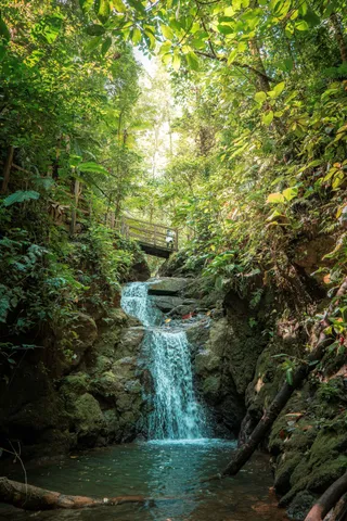 El Bosque de Tío Victor Hiking Trails