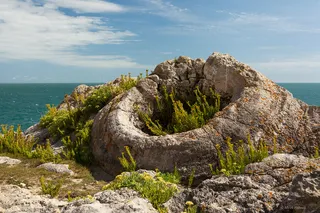 Fossil Forest, Dorset