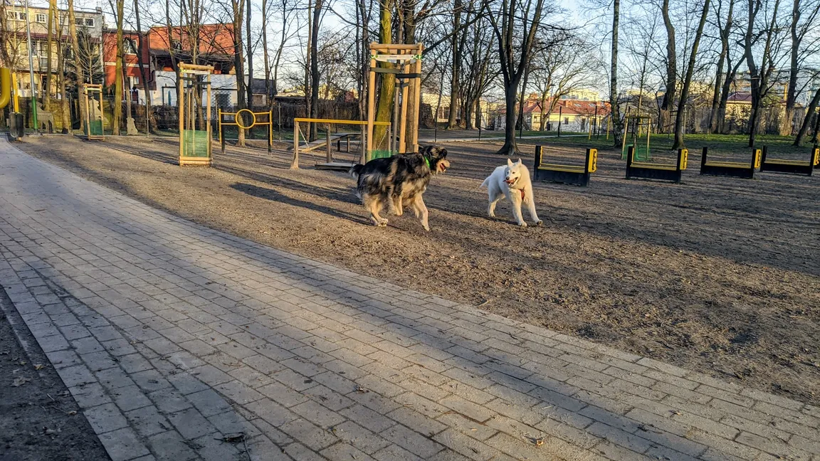 Wybieg dla Psów