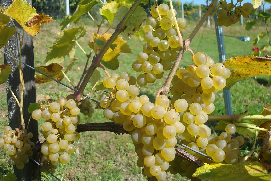 Winnica Słońce i Wiatr