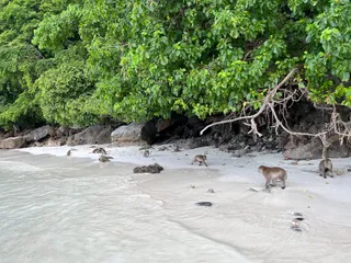 Monkey Bay