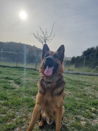 Noah's Retreat Dog Hotel & Daycare