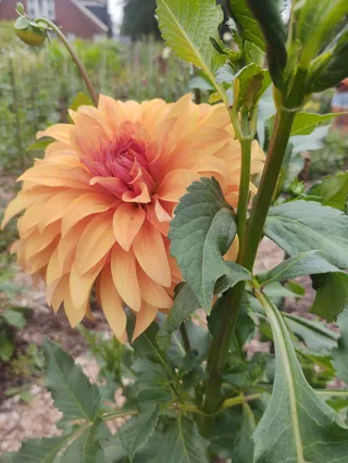 Detroit Abloom