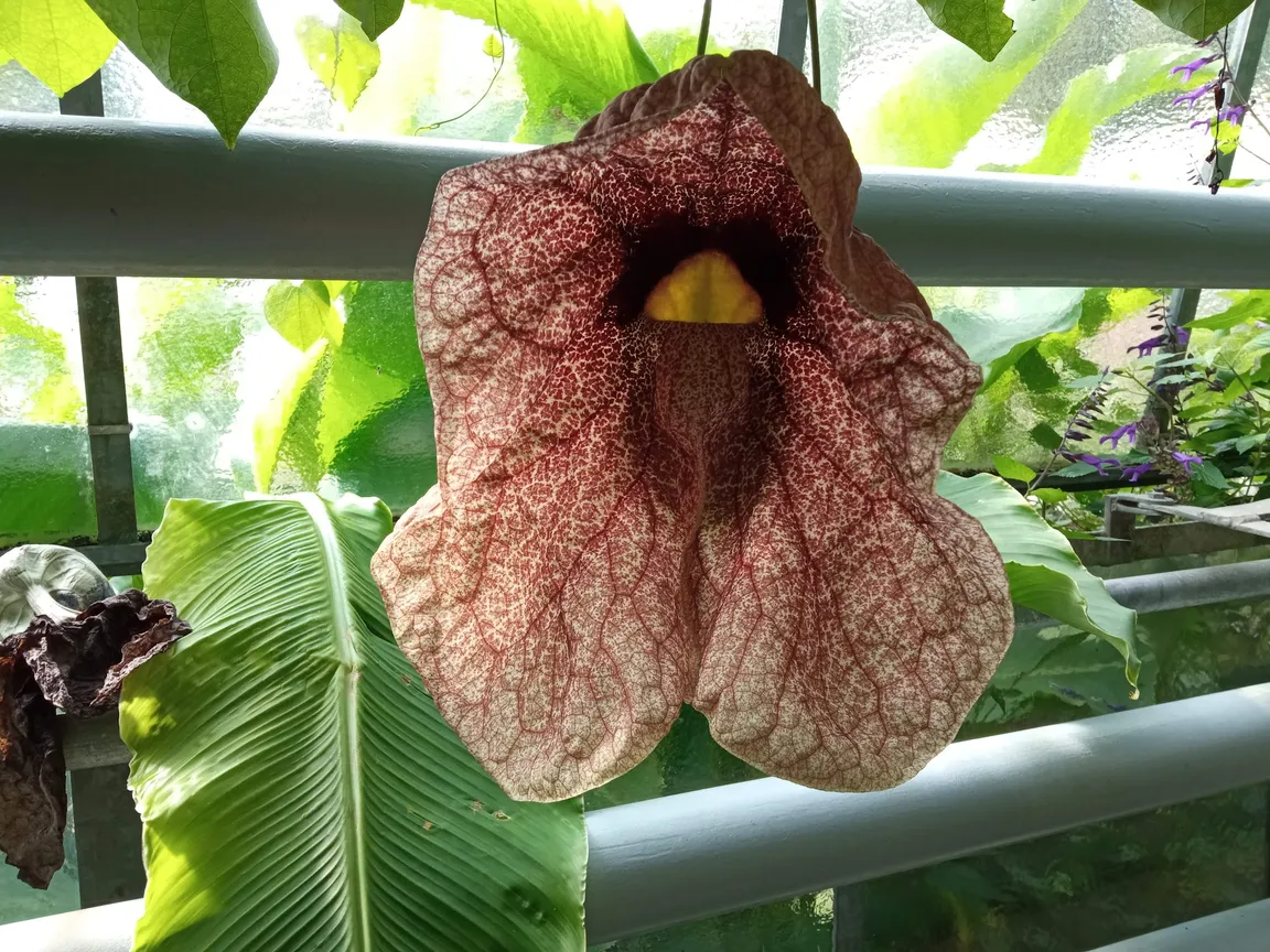 Botanical Garden of the Westphalian Wilhelm University of Münster