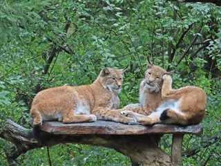 Wildpark Schwarze Berge