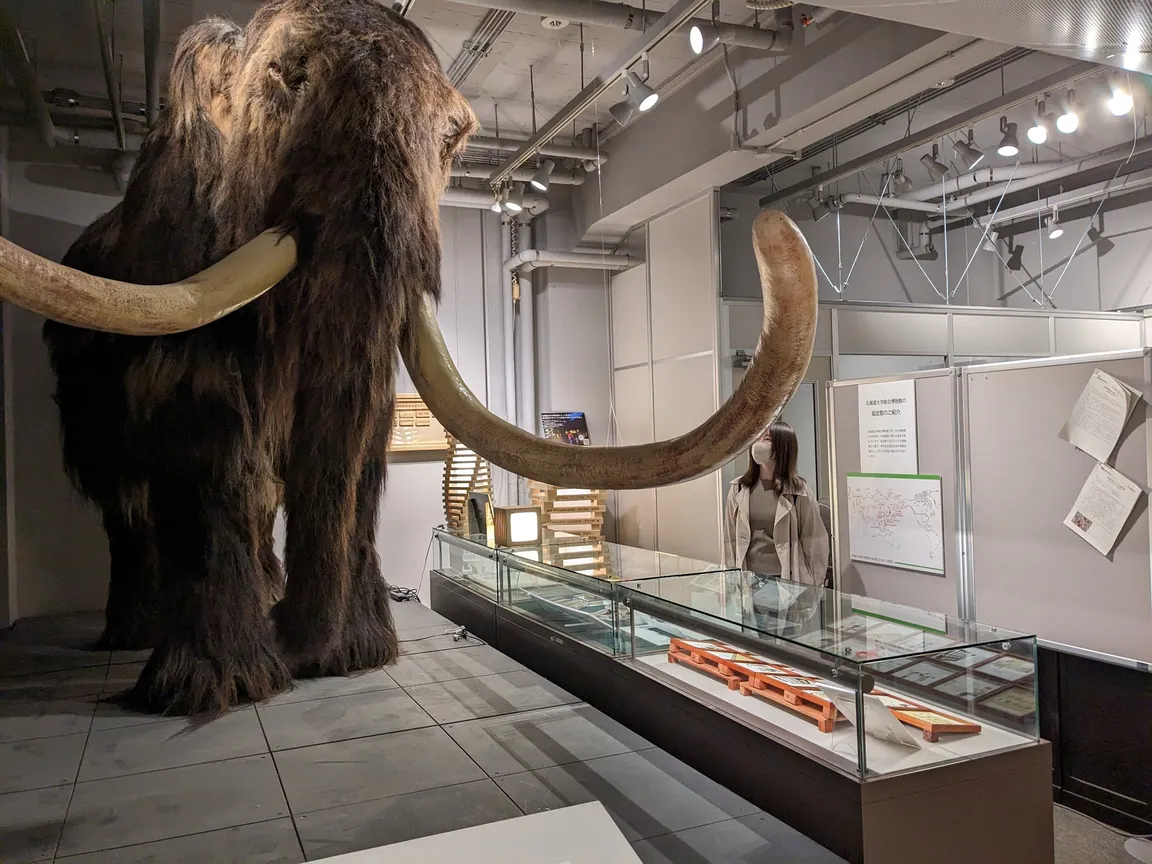 The Hokkaido University Museum