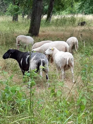 Schwanheimer Dünen