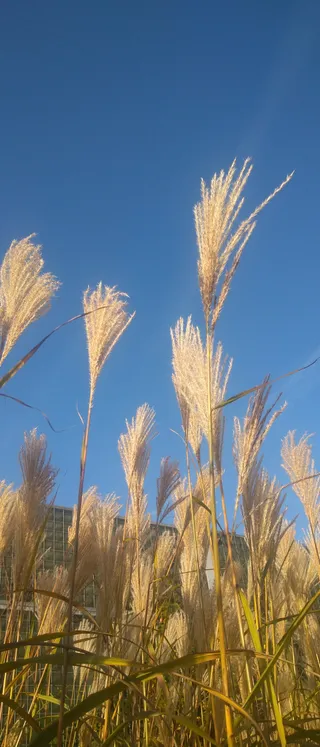 Wybieg dla psów