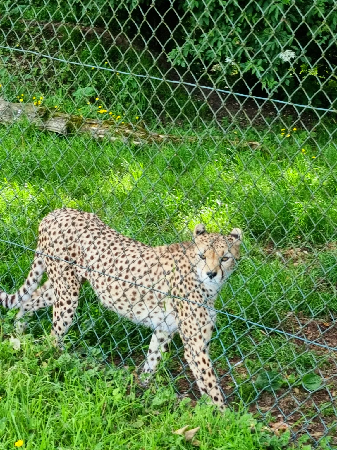 Fota Wildlife Park