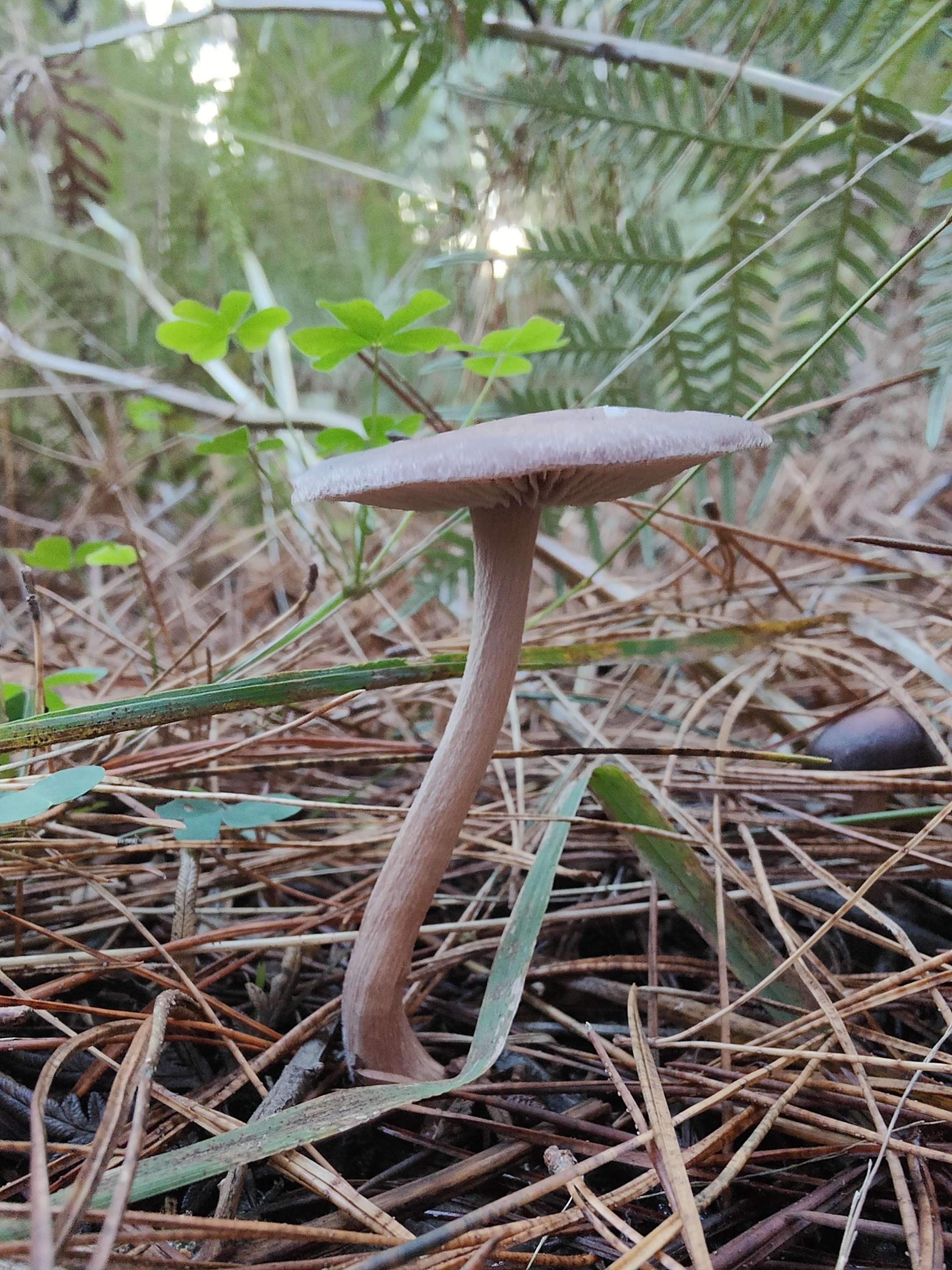 Aldgate Valley Reserve | Hopsa
