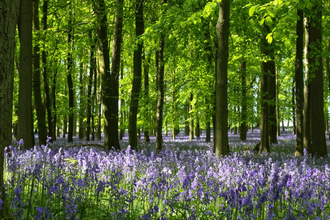 National Trust - Ashridge Estate