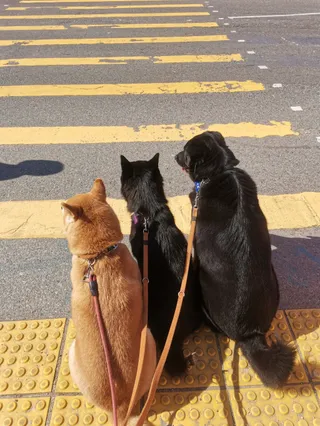 Man Cheong Street Park Pet Garden