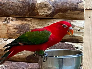 Papugarnia Aquapark Reda