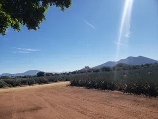 Campos de Agave Jose Cuervo
