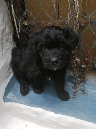 El mejor Amigo del Perro.