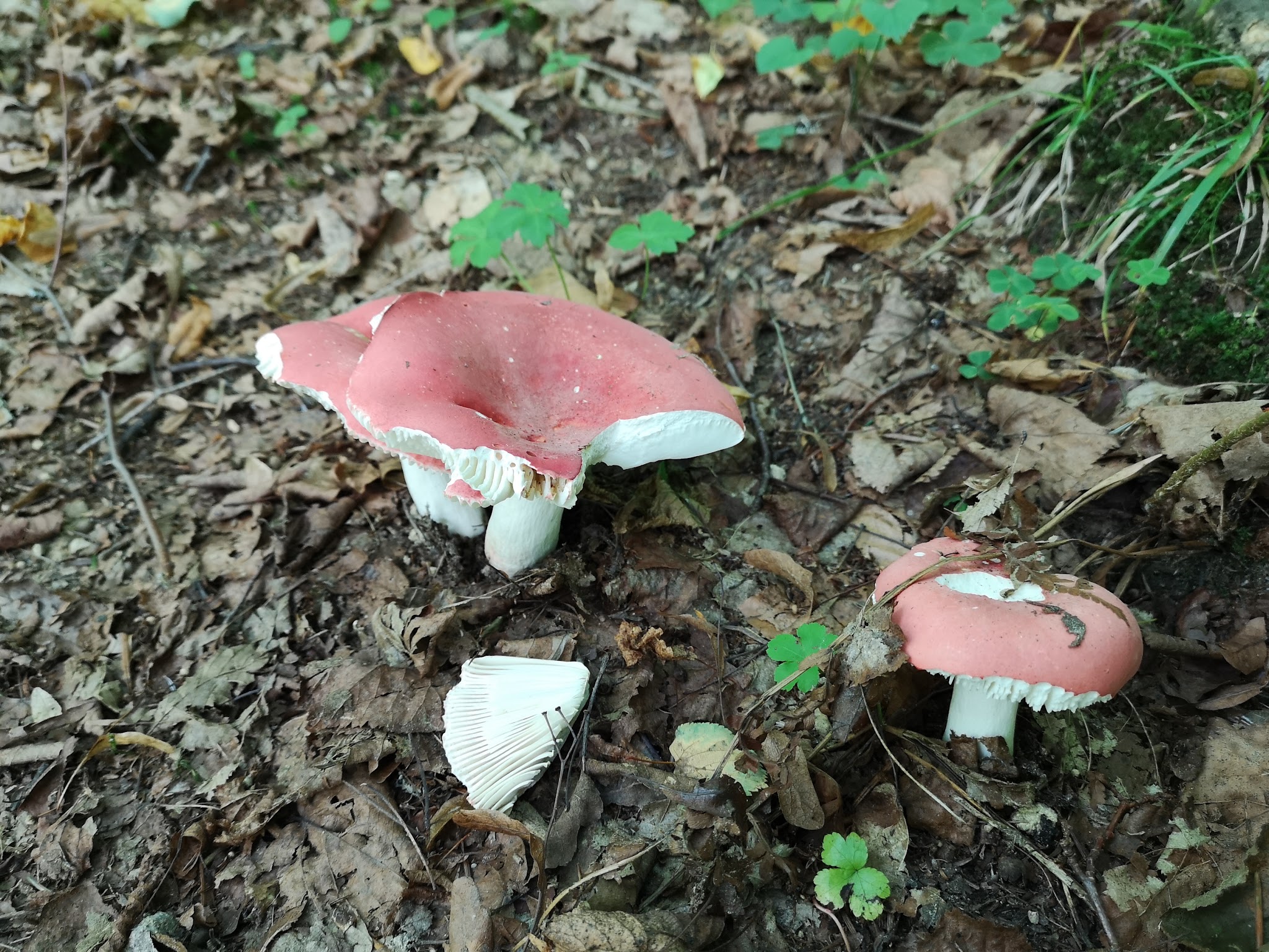 Rezerwat przyrody quot Las Lipowy Obrożyska quot Hopsa