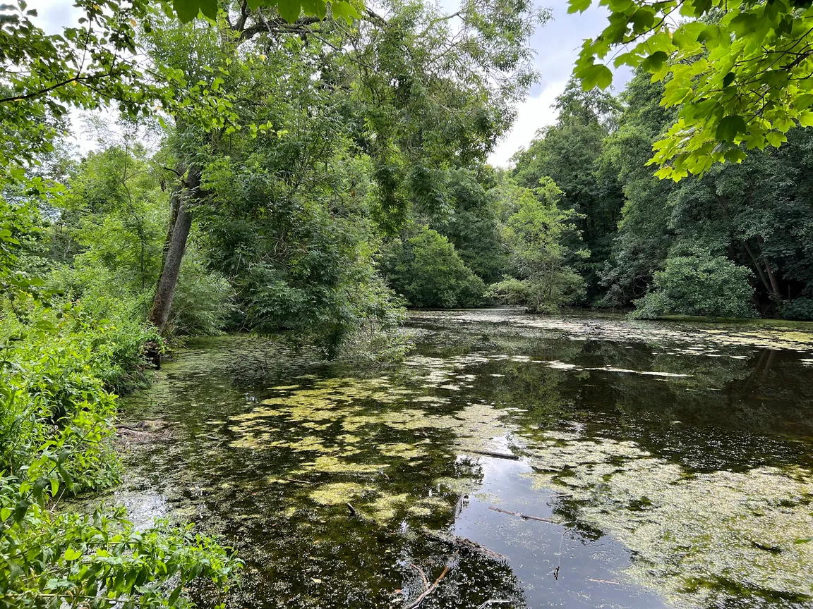 C S Lewis Nature Reserve