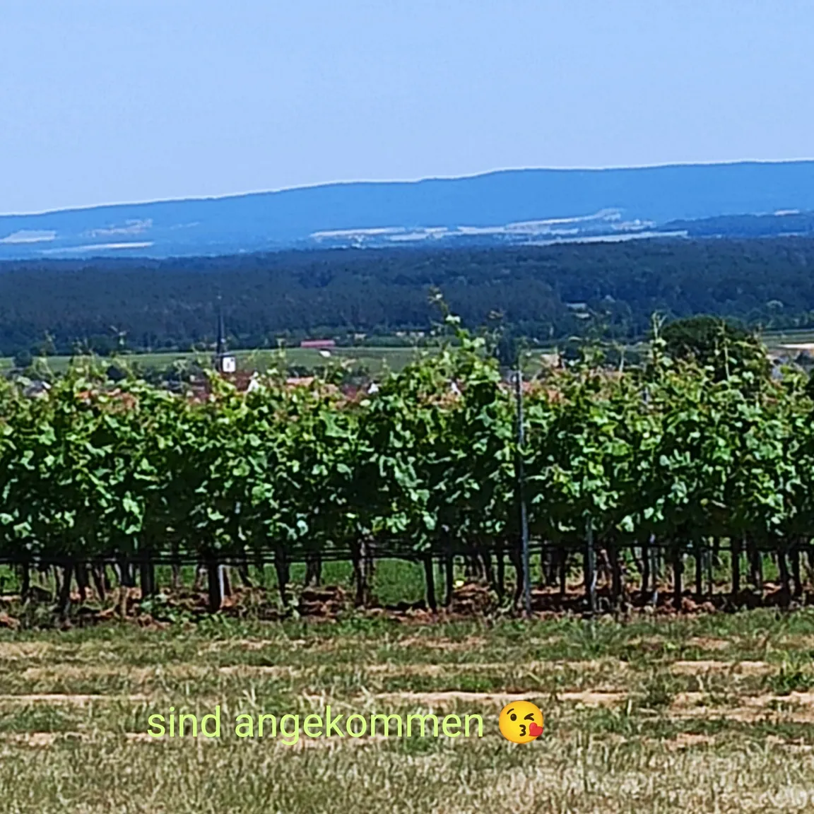 Weingut und Brennerei Mangold Panoramastellplätze Wohnmobilstellplätze