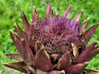 Biodynamic organic farm garden