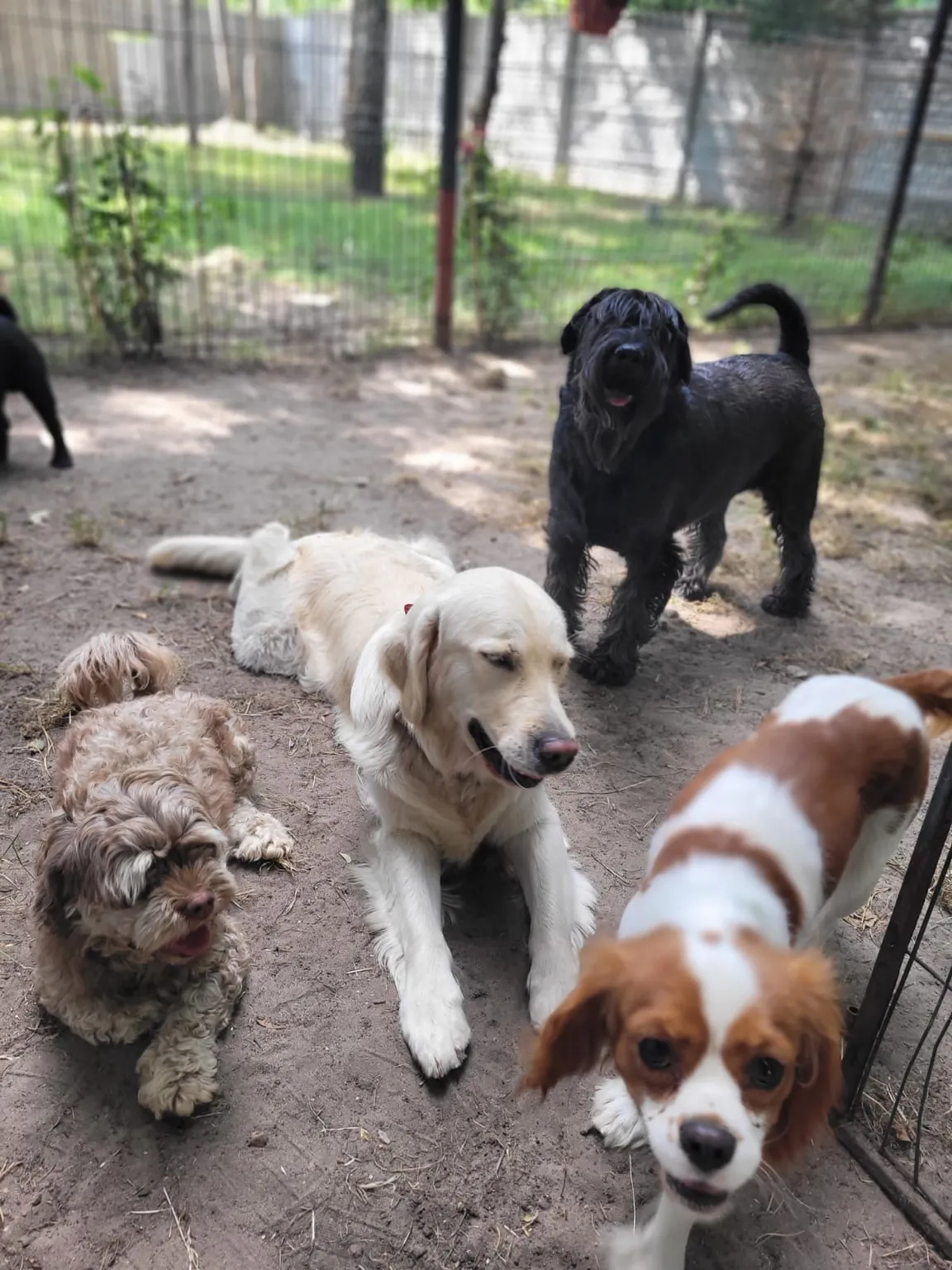 PetFamily Domowy Hotelik dla psów Warszawa