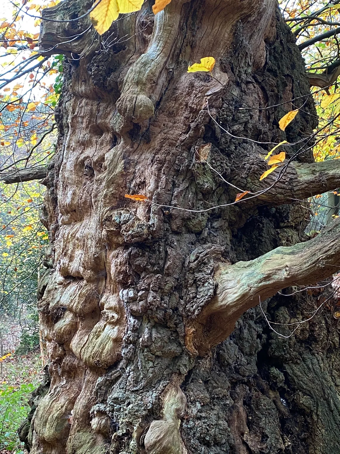 Swinley Park