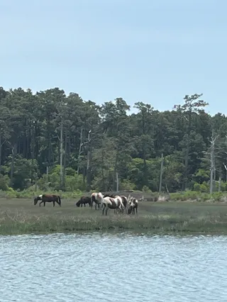 Assateague Tours