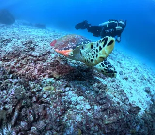 Scuba Diving Phuket Dive Tours Chalong