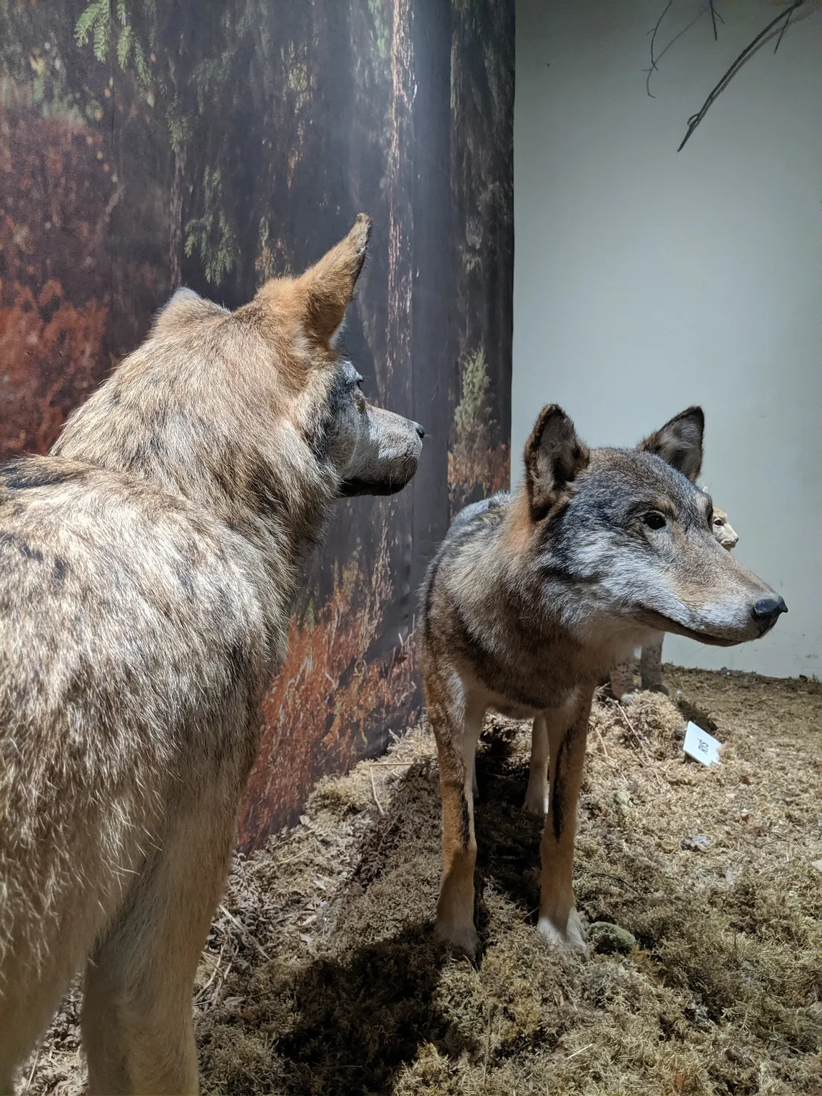 Muzeum Przyrody - Oddział Muzeum Warmii i Mazur