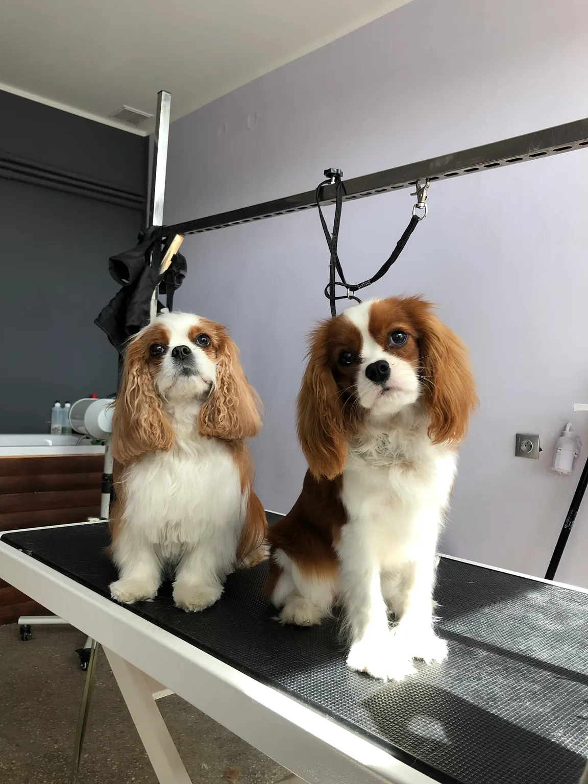 Psi fryzjer DogFam. (salon pielęgnacji psów)