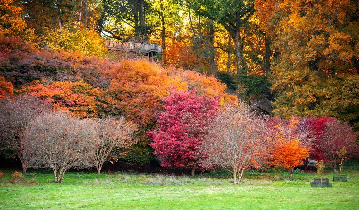 National Trust - Winkworth Arboretum