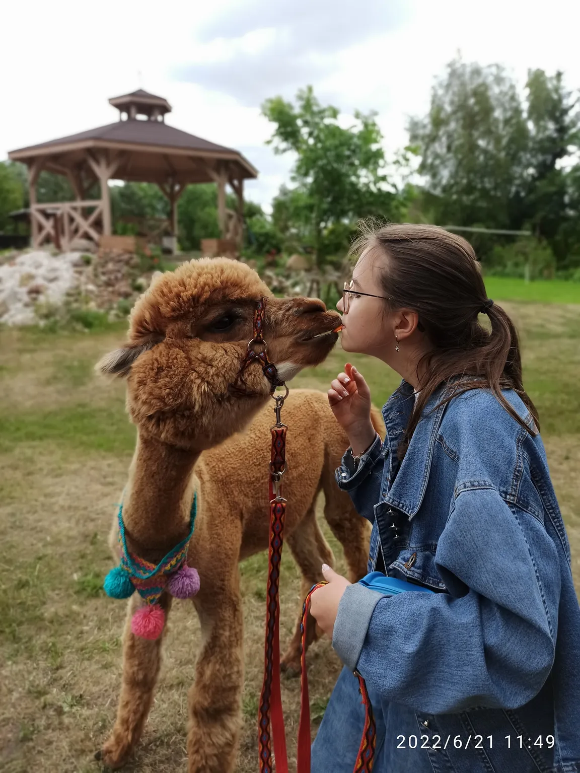 Agroturystyka Malpaka - alpakoterapia, spacery z alpakami