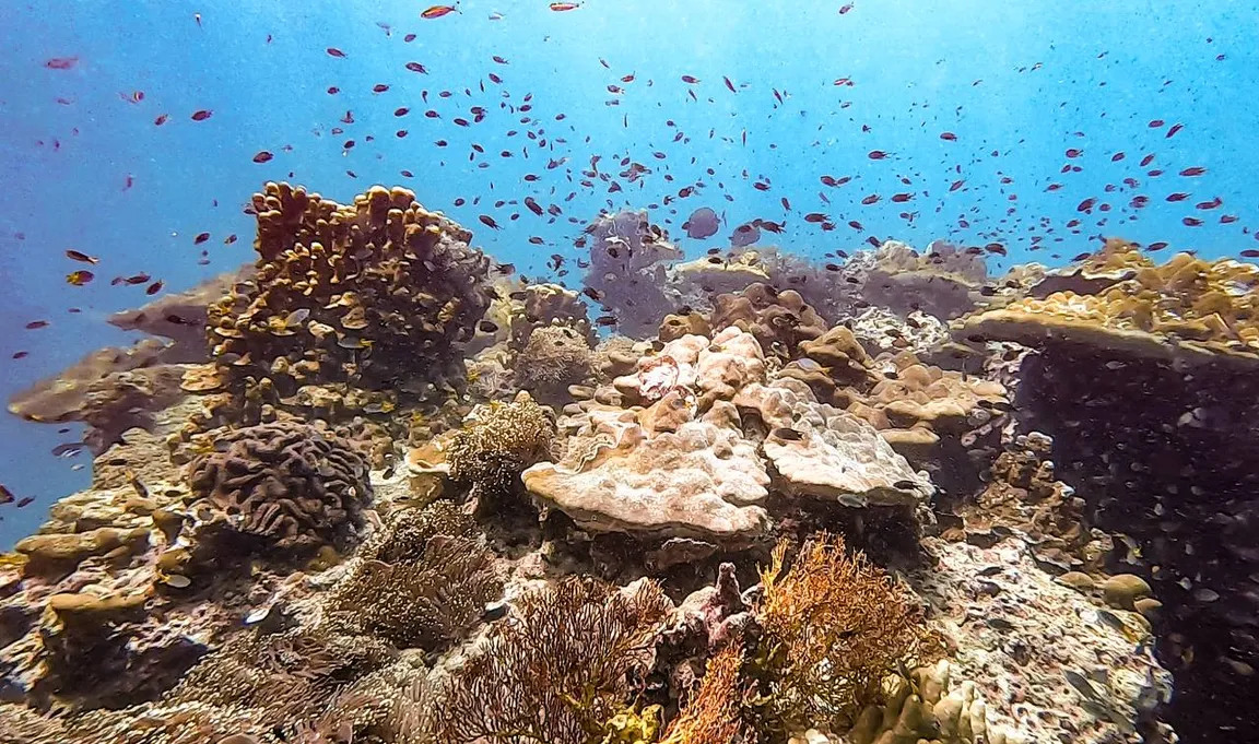 DPM Diving Koh Phi Phi