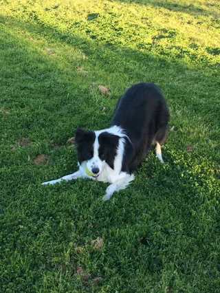 Alf Pearce Reserve Fenced Dog Park